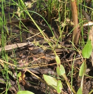 Damasonium minus at Wollogorang, NSW - 7 Feb 2021