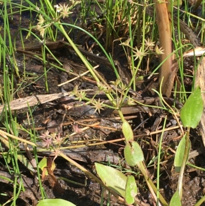 Damasonium minus (Starfruit) at Wollogorang, NSW - 7 Feb 2021 by JaneR