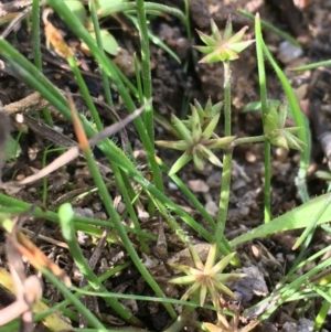 Damasonium minus at Wollogorang, NSW - 7 Feb 2021 03:48 PM