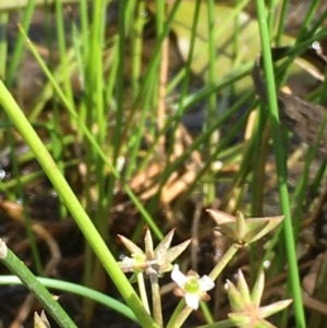 Damasonium minus at Wollogorang, NSW - 7 Feb 2021 03:48 PM