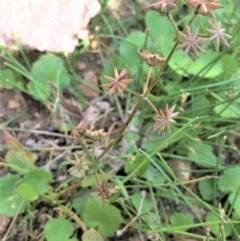 Damasonium minus at Wollogorang, NSW - 7 Feb 2021 03:48 PM