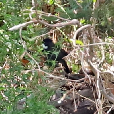 Psophodes olivaceus (Eastern Whipbird) at Tennent, ACT - 7 Feb 2021 by RodDeb