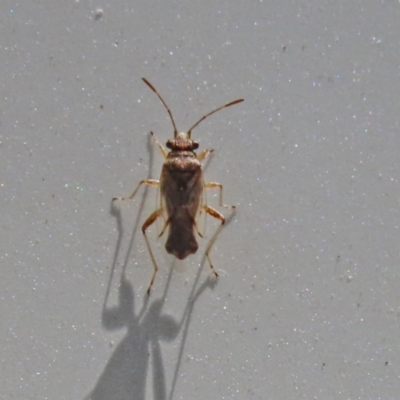 Nysius sp. (genus) (Seed bug) at Gigerline Nature Reserve - 7 Feb 2021 by RodDeb