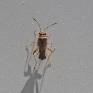 Nysius sp. (genus) at Tennent, ACT - 7 Feb 2021