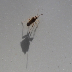 Nysius sp. (genus) at Tennent, ACT - 7 Feb 2021 02:00 PM