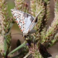 Utetheisa pulchelloides (Heliotrope Moth) at Gigerline Nature Reserve - 7 Feb 2021 by RodDeb