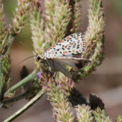 Utetheisa pulchelloides at Tennent, ACT - 7 Feb 2021