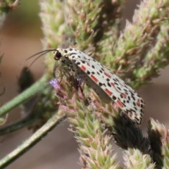 Utetheisa pulchelloides at Tennent, ACT - 7 Feb 2021 12:51 PM