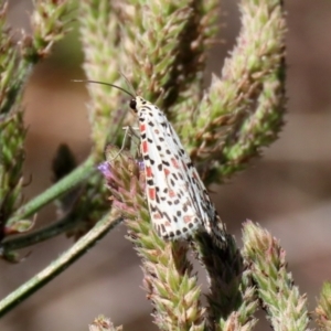 Utetheisa pulchelloides at Tennent, ACT - 7 Feb 2021