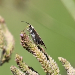 Utetheisa pulchelloides at Tennent, ACT - 7 Feb 2021 12:51 PM