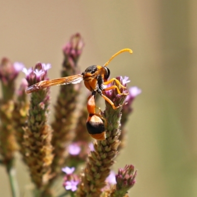 Delta bicinctum (Potter wasp) at Gigerline Nature Reserve - 7 Feb 2021 by RodDeb
