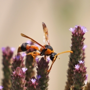 Delta bicinctum at Tennent, ACT - 7 Feb 2021 01:02 PM