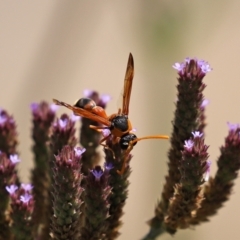 Delta bicinctum at Tennent, ACT - 7 Feb 2021