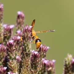 Delta bicinctum at Tennent, ACT - 7 Feb 2021 01:02 PM