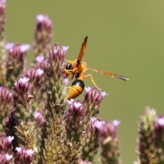 Delta bicinctum at Tennent, ACT - 7 Feb 2021