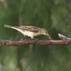 Lalage tricolor at Paddys River, ACT - 7 Feb 2021