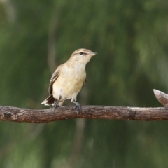 Lalage tricolor at Paddys River, ACT - 7 Feb 2021