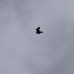 Aquila audax at Tharwa, ACT - 7 Feb 2021 02:53 PM