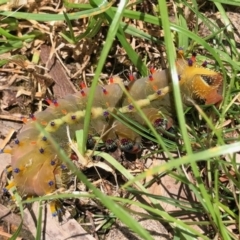 Opodiphthera eucalypti (Emperor Gum Moth) at Michelago, NSW - 7 Jan 2021 by UsersUWsAKny