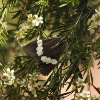 Nyctemera amicus (Senecio Moth, Magpie Moth, Cineraria Moth) at Aranda, ACT - 7 Feb 2021 by KMcCue
