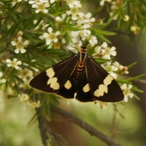 Nyctemera amicus at Aranda, ACT - 7 Feb 2021 02:55 PM