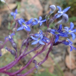 Lobelia gibbosa at Paddys River, ACT - 7 Feb 2021 08:46 AM