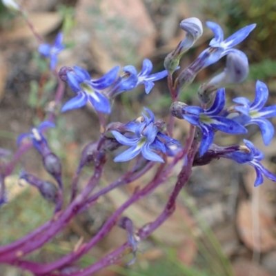 Lobelia gibbosa (Tall Lobelia) at Paddys River, ACT - 6 Feb 2021 by RWPurdie