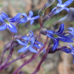 Lobelia gibbosa at Paddys River, ACT - 7 Feb 2021 08:46 AM