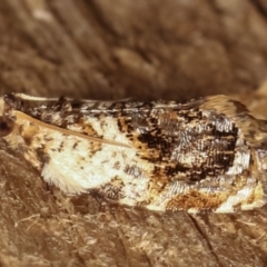 Acroceuthes metaxanthana (Dog-faced Bell Moth) at Melba, ACT - 3 Feb 2021 by kasiaaus