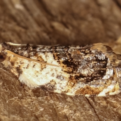 Acroceuthes metaxanthana (Dog-faced Bell Moth) at Melba, ACT - 4 Feb 2021 by kasiaaus