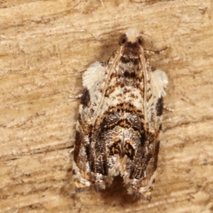 Acroceuthes metaxanthana at Melba, ACT - 4 Feb 2021 01:28 AM