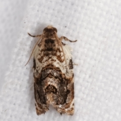 Acroceuthes metaxanthana at Melba, ACT - 4 Feb 2021 01:28 AM