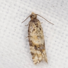 Tortricinae (subfamily) (A tortrix moth) at Melba, ACT - 3 Feb 2021 by kasiaaus