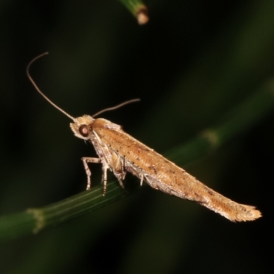 Zelleria cynetica (Rectangular Ermine Moth) at Melba, ACT - 3 Feb 2021 by kasiaaus
