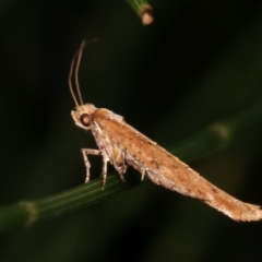 Zelleria cynetica at Melba, ACT - 3 Feb 2021 11:13 PM