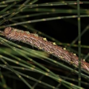 Pernattia pusilla at Melba, ACT - 3 Feb 2021