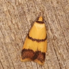 Heteroteucha translatella (Heteroteucha translatella) at Melba, ACT - 3 Feb 2021 by kasiaaus