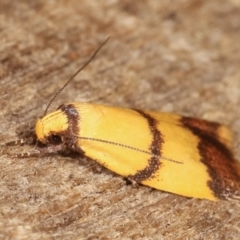 Heteroteucha translatella at Melba, ACT - 3 Feb 2021