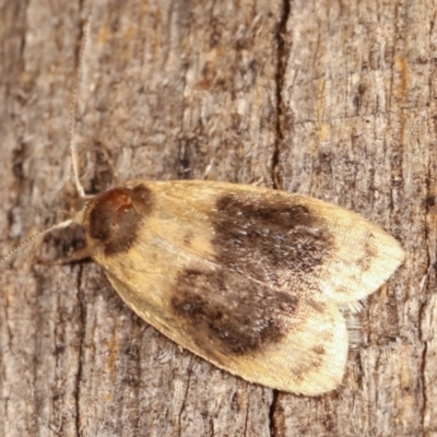 Garrha ocellifera (A concealer moth) at Melba, ACT - 3 Feb 2021 by kasiaaus