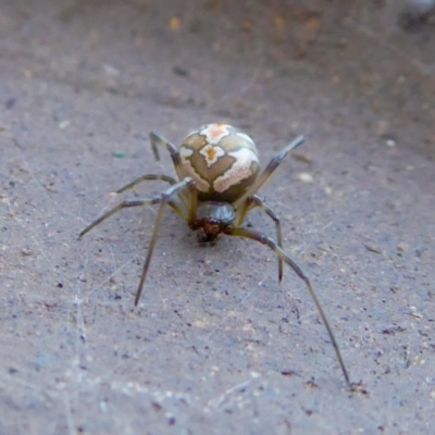 Latrodectus hasselti (Redback Spider) at Rugosa - 7 Feb 2021 by SenexRugosus