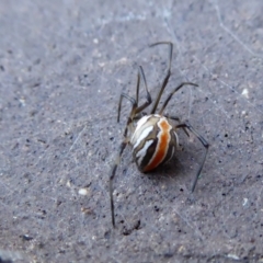 Latrodectus hasselti at Yass River, NSW - 7 Feb 2021