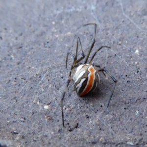 Latrodectus hasselti at Yass River, NSW - 7 Feb 2021 05:40 PM