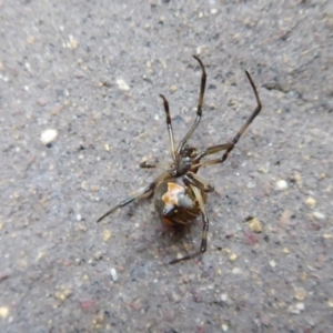 Latrodectus hasselti at Yass River, NSW - 7 Feb 2021