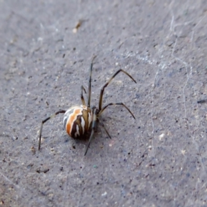 Latrodectus hasselti at Yass River, NSW - 7 Feb 2021 05:40 PM