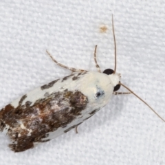 Acontia nivipicta (Blotched Shoulder) at Melba, ACT - 3 Feb 2021 by kasiaaus