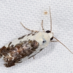 Acontia nivipicta (Acontia nivipicta) at Melba, ACT - 3 Feb 2021 by kasiaaus