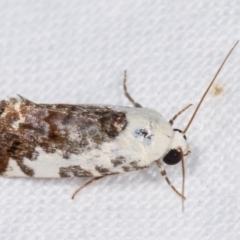 Acontia nivipicta at Melba, ACT - 3 Feb 2021 11:30 PM