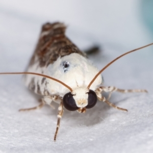 Acontia nivipicta at Melba, ACT - 3 Feb 2021 11:30 PM