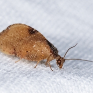 Drepanacra binocula at Melba, ACT - 3 Feb 2021 11:34 PM