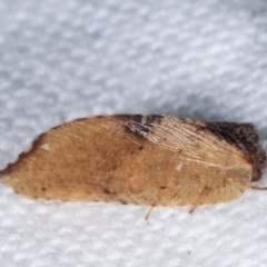 Drepanacra binocula at Melba, ACT - 3 Feb 2021 11:34 PM